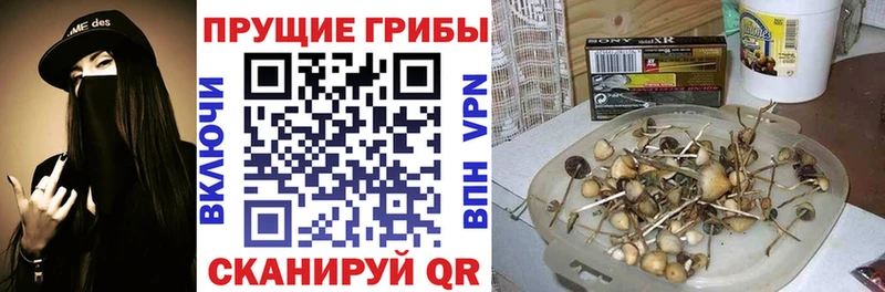 Купить где  Поворино  Галлюциногенные грибы GOLDEN TEACHER 